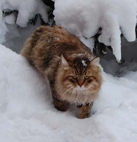 sibibirisk katt Boogie